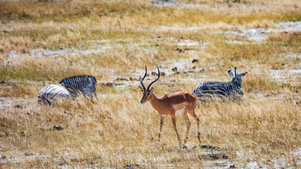 impala-and-zebra