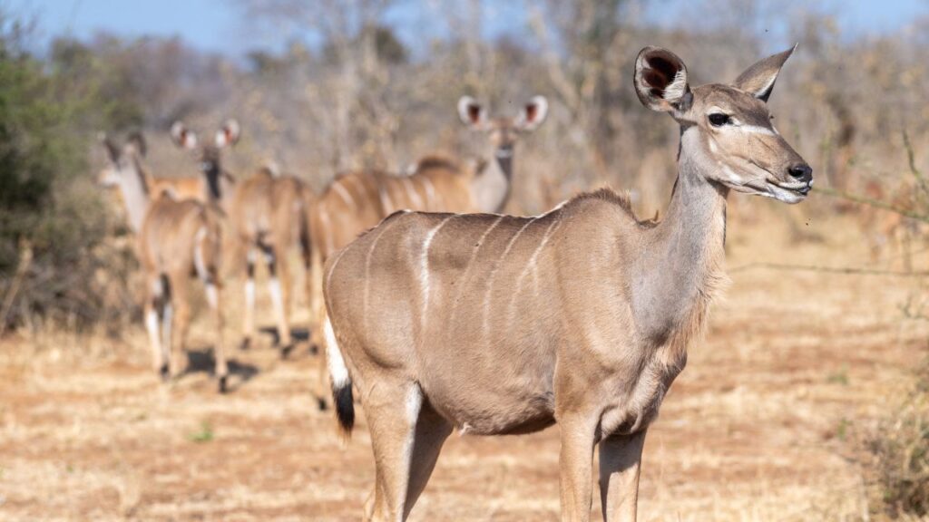 kudu
