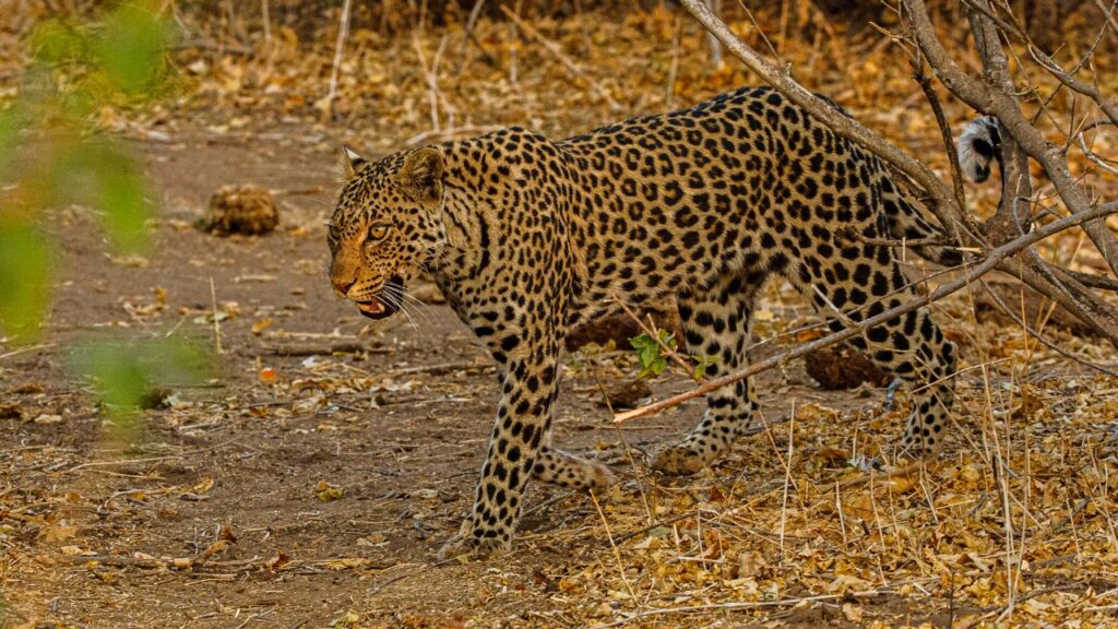 leopard-open-vehicle-game-drive-in-chobe