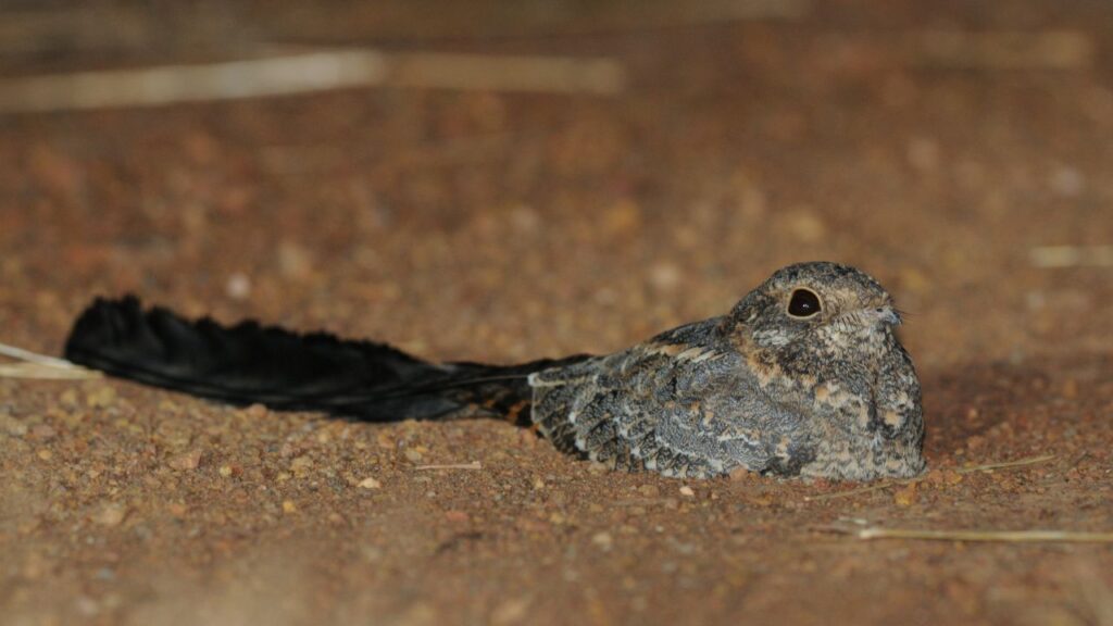 nightjar