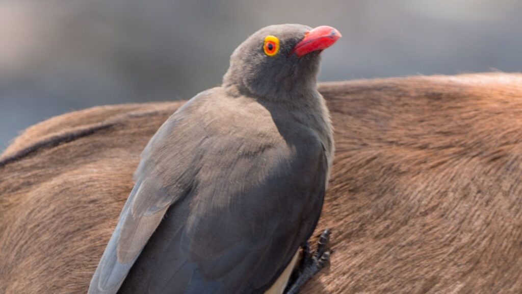 red-billed-oxpecker