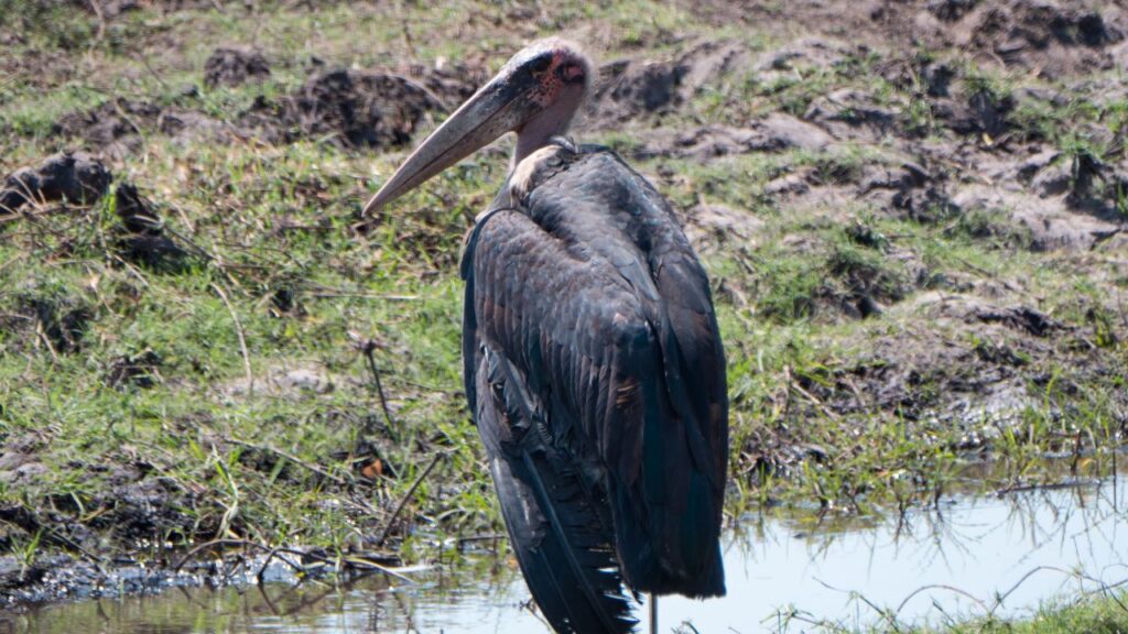 stork-zambezi