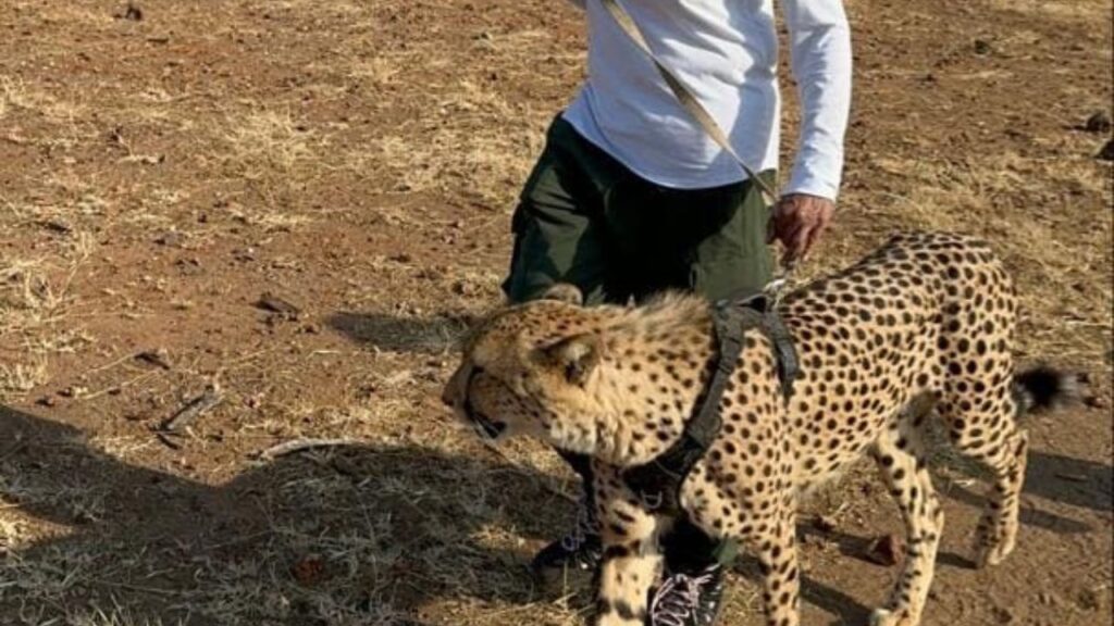 victoria-falls-walking-with-cheetah