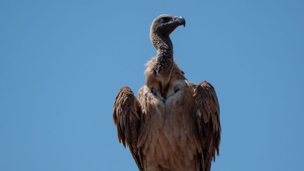 vulture