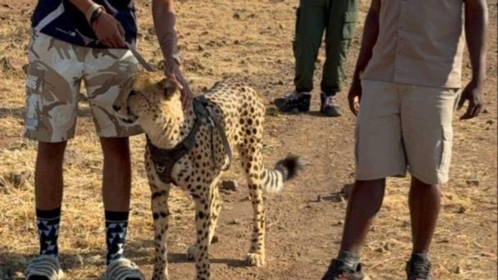 walking-with-cheetah