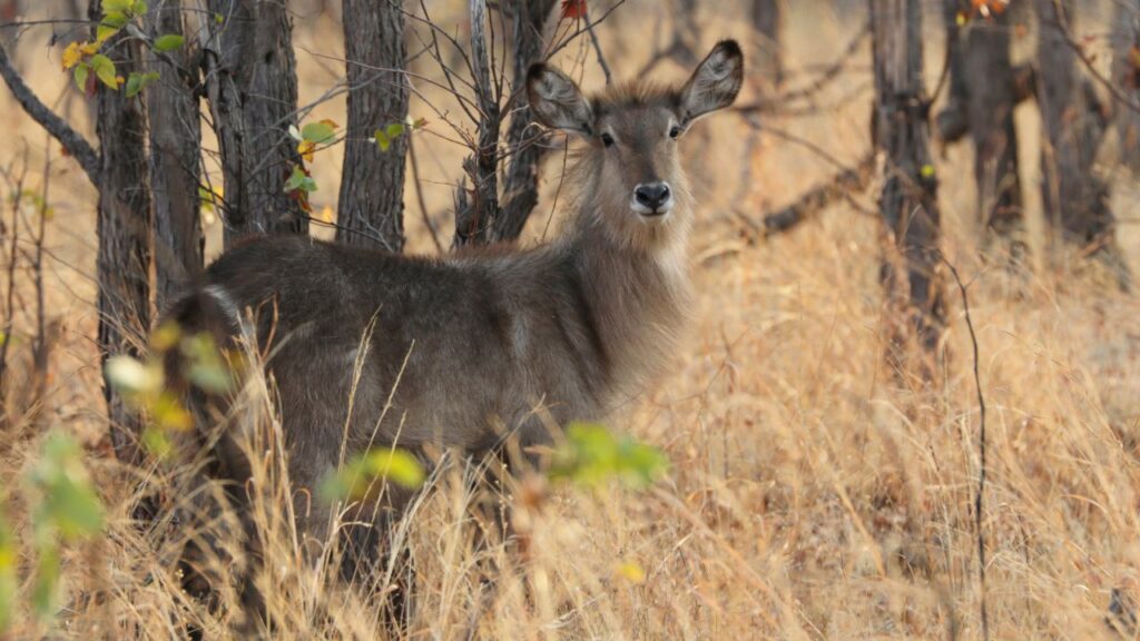 waterbuck
