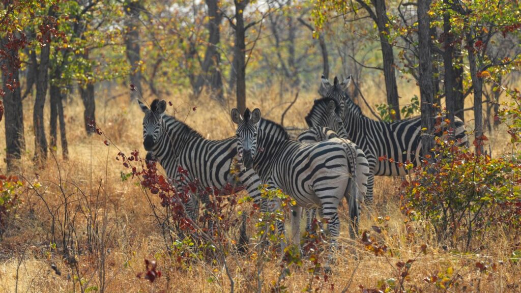 zebra-hwange